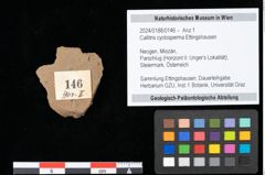 Foto (Objekt + Etikett) von Callitris cyclosperma Ettingshausen (NHMW-GEO-2024-0188-0146)